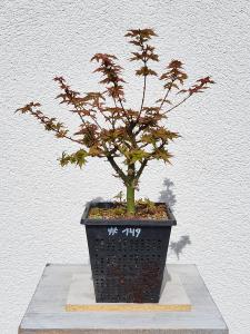 Löwenkopfahorn - Acer shishigashira